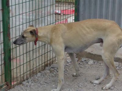 Galeón – Ganz lieben Couchplatz für sanften, sandfarbenen Galgo gesucht!