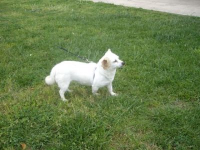 Blanquita – Süße, liebenswerte Schneekönigin sitzt auf gepacktem Koffer!