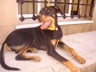 Rolex – Das traumhaft schöne, freundliche Riesenbaby für die Familie!