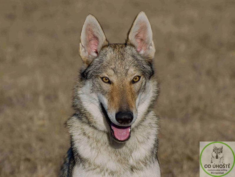 Tschechoslowakische Wolfshund