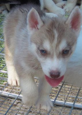 Siberian-Husky-Welpen 