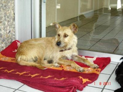 Indiana – Zarte Persönlichkeit sucht die ganz besondere Couch!