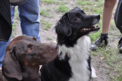 Tierpsychologie Dresden