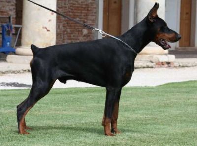 Dobermann Welpen aus Spitzenverpaarung