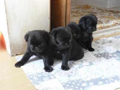 Reinrassige wuderschöne mops-welpen