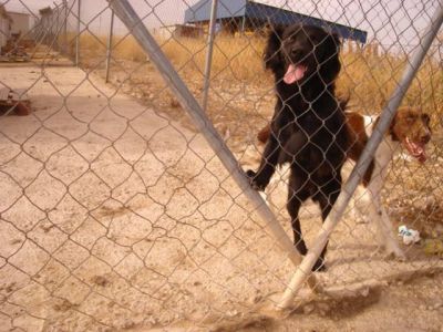 Pulpi – Seidenweicher, liebenswerter Clown im Anflug auf Familiencouch!