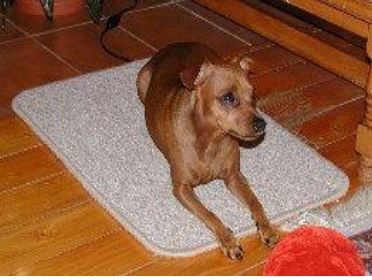 Beheizung von Hundezwinger  