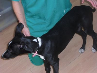 Safa – Leckere, kokette Galgo-Welpen-Maus erobert alle Herzen!