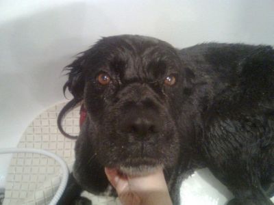 Noche – Große Senora mit riesigem Herz für Kinder, Hunde, Katzen !