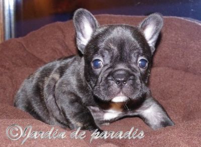 Freiatmende gesunde kleine Französische Bulldoggen Welpen mit Papieren