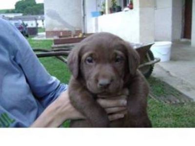 Labrador Retriever welpen