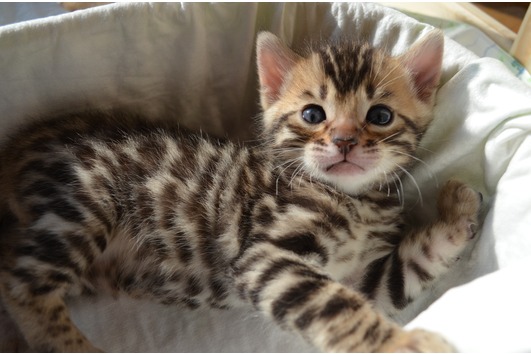 Bengalkatzen mit TICA Stammbaum