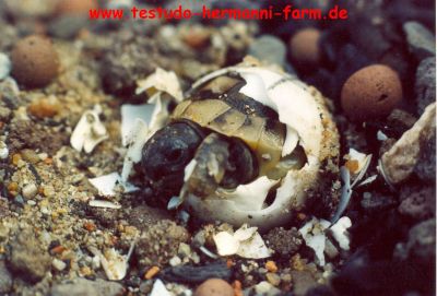 Italienische Landschildkröten Testudo hermanni hermanni Nachzucht 2010/11