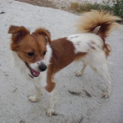 Roby – Zartes, bildschönes Flöhchen bittet um sanfte Kraulhände!