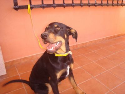 Rolex – Das traumhaft schöne, freundliche Riesenbaby für die Familie!