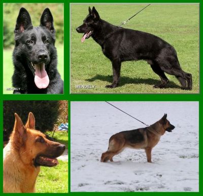 4 DSH Welpen nach Unkas - Top Verbindung - mit Sondervereinbarung