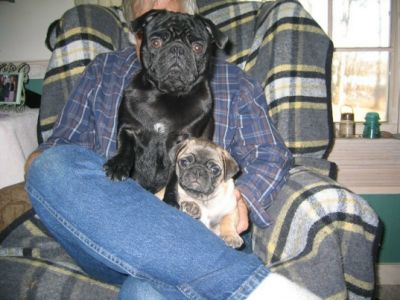 Reinrassige Schwarze & Beige Mops Welpen