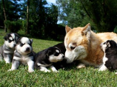 Siberian Huskies sind nach wie vor für neue Häuser zur Verfügung
