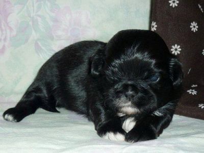 Shih Tzu Welpen zu ende April inkl Papieren
