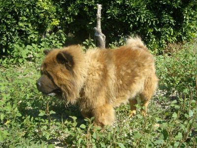 Yacko – Treues Chowchow Juwel für den liebevollen Chowchow Freund!