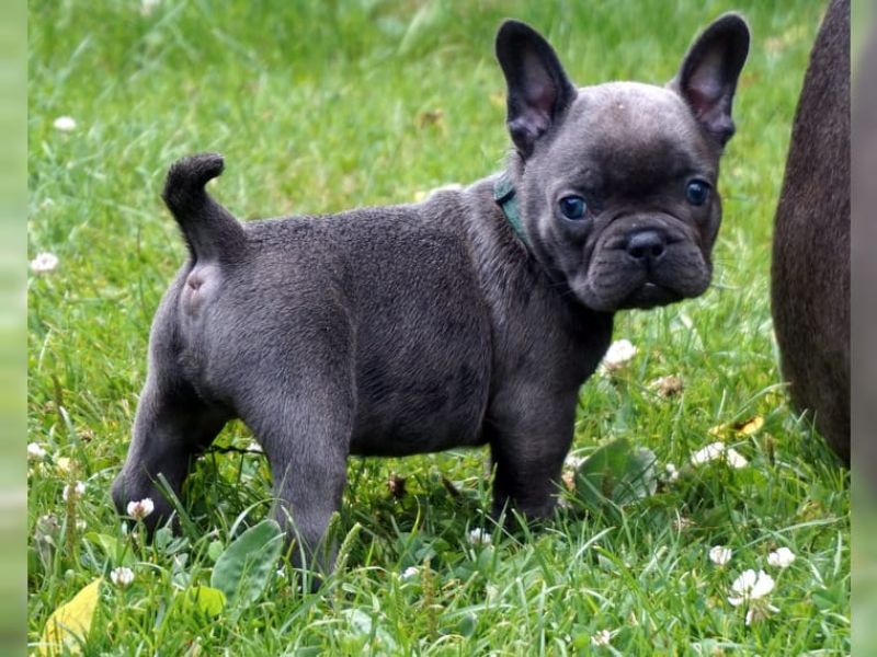 Gut ausgebildete französische Bulldoggen-Welpen