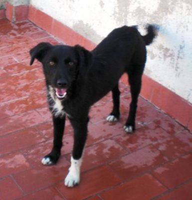 Gaso – Hübscher Familienliebling auf Herzeroberung!