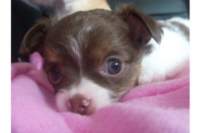 SÃ¼ÃŸer Chihuahua - Welpen - aus seriÃ¶ser VDH - Zucht