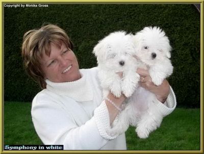 Malteserwelpe vom Malteser-Hundeparadies