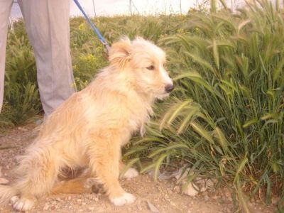 Marlon – Traumhaft schöner Charmeur mit Traumcharakter kann’s kaum erwarten!