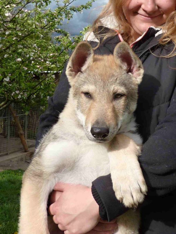 Tschechoslowakische Wolfshund