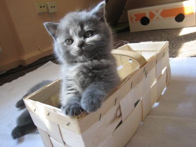 BKH Kitten