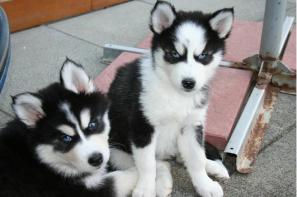 Wunderschöne Husky Welpen