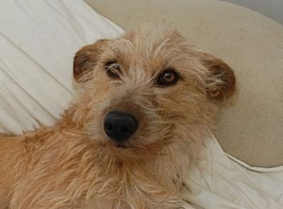 Indiana – Zarte Persönlichkeit sucht die ganz besondere Couch!