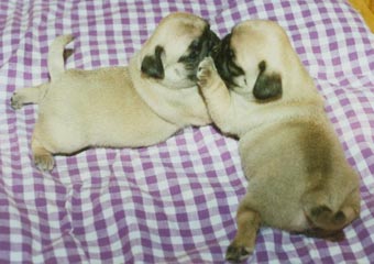 100% EU-registrieren mops welpen mit Alle medizinischen Unterlagen