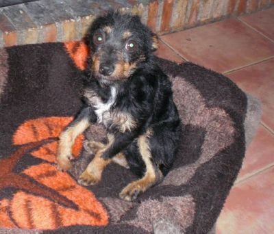 Chanel – Entzückende Kämpfer- und Frohnatur auf 3 Beinchen sucht IHRE Couch!