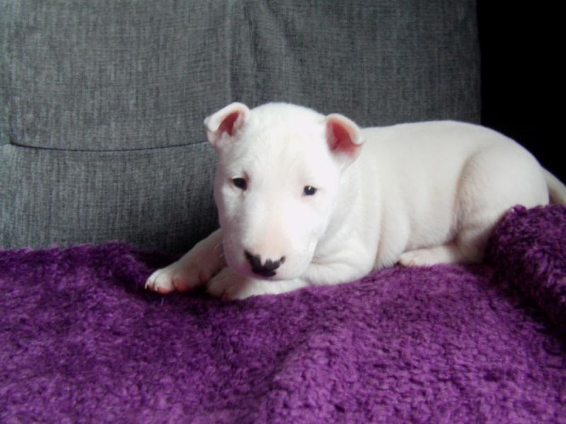  Mini Bullis mit VDH/FCI Papieren