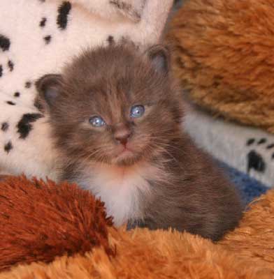 Mainecoon