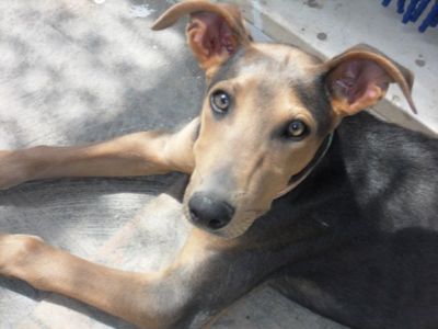 Blues – Superboy im Familienlandeanflug!