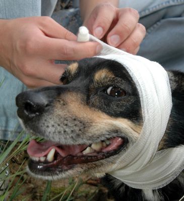 AnimalManShip - Axel Reichert - Tierpsychologie & Hundeschule