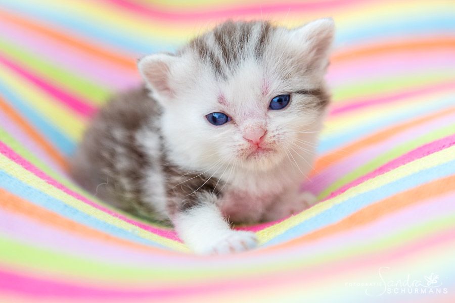 Tapsige Britenkinder in verschiendenen Farben suchen...  