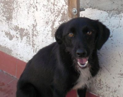 Gaso – Hübscher Familienliebling auf Herzeroberung!