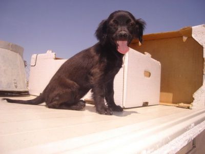 Toya Toy – Bildhübsche, zarte Mademoiselle freut sich auf ihre Familie!