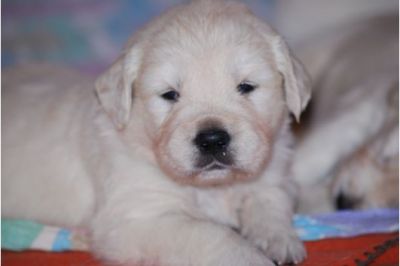 Golden Retriever Welpen ab Mitte August abzug.