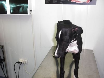 Safa – Leckere, kokette Galgo-Welpen-Maus erobert alle Herzen!