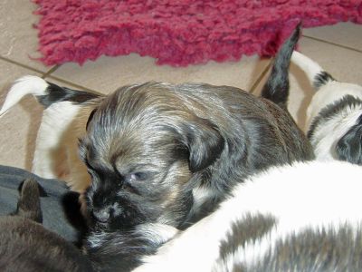 Tibet Terrier Welpen