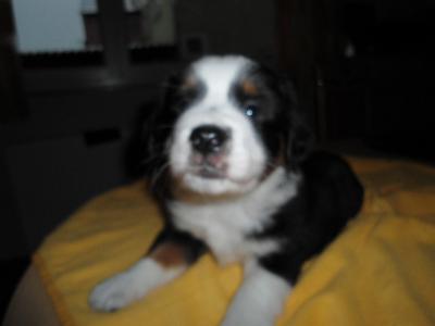 Australian Shepherd Welpen mit Papieren