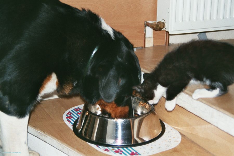 Aus Liebe zum Hund - das Futter gesund