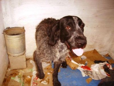 Forte – Noblesse, Loyalität und Schönheit bitten um Couch für’s Leben!