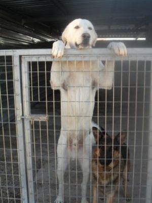 Basil – Weißer, wunderschöner, nobler Riese auf Herzeroberungskurs!