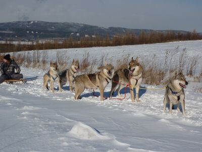 Tschechoslovakische Wolfshundwelpen